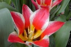 First Tulips of Spring